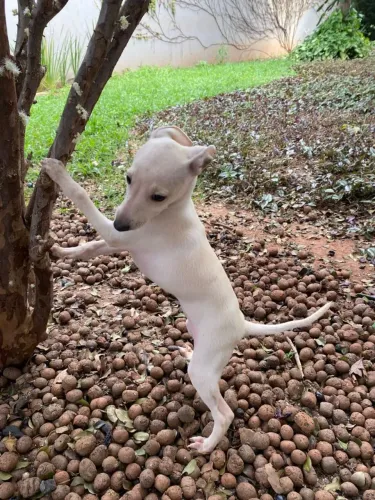 Galguinho Italiano fêmea branca 5.500