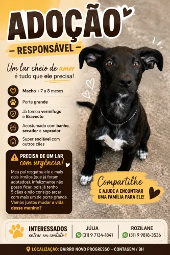 FILHOTE MACHO PARA ADOÇÃO RESPONSÁVEL