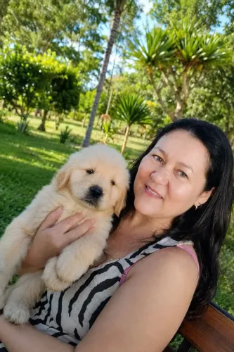 Lindos filhotes de Golden Retriever