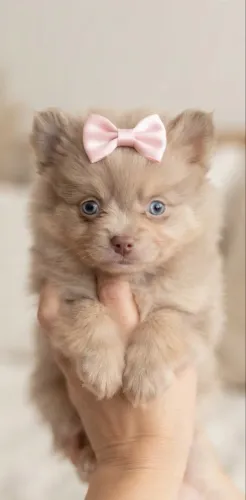 Lulu Pomerania anão fêmeas . Chocomerle e merle