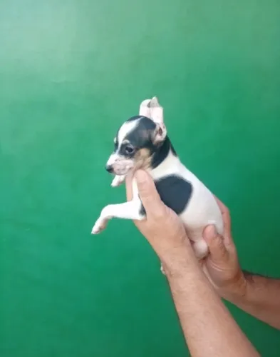 Pinscher Macho e Fêmea - Prontos para Novas Aventuras