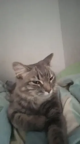 Doa-se gata fêmea, com 1 ano de idade