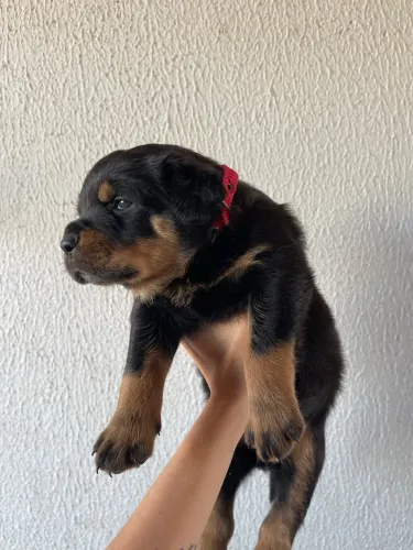 Rottweiler Macho Filhote