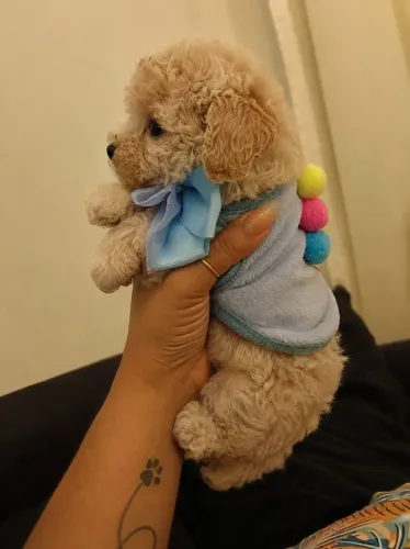 Filhote de poodle toy Macho somente