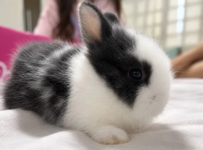 Mini coelho