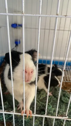 Vendo filhotes de porquinho da índia