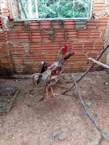 Galo Índio Gigante