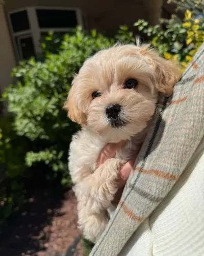 Filhotes de Poodle para Encantar no Dia dos Namorados