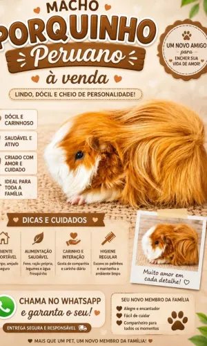 VENDO LINDO PORQUINHO DA ÍNDIA PERUANO
