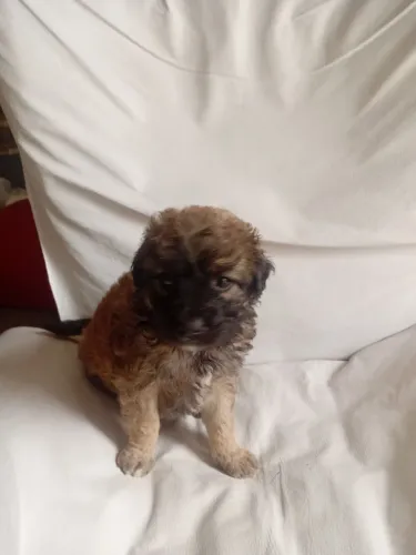 Poodle femea 