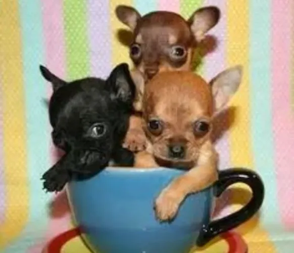 Pinscher zero miniaturas ?!