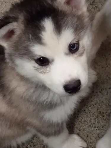 Husky Siberiano 