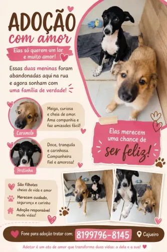 Doação de filhotes