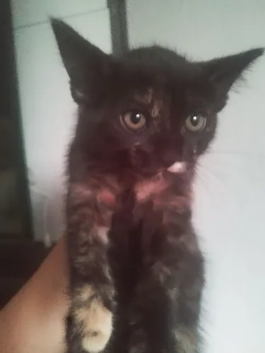 Doação de filhote de gato