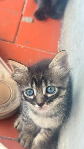 Gatos para Adoção