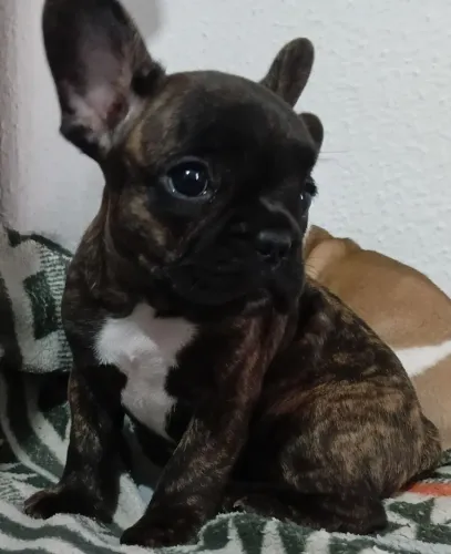 Bulldog Frances