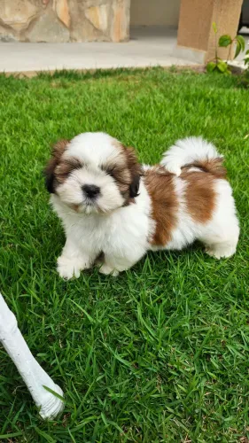 FILHOTE MACHO DE SHIH-TZU