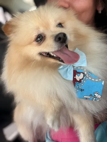 Cachorro Lulu da Pomerânia (Spitz Alemão)