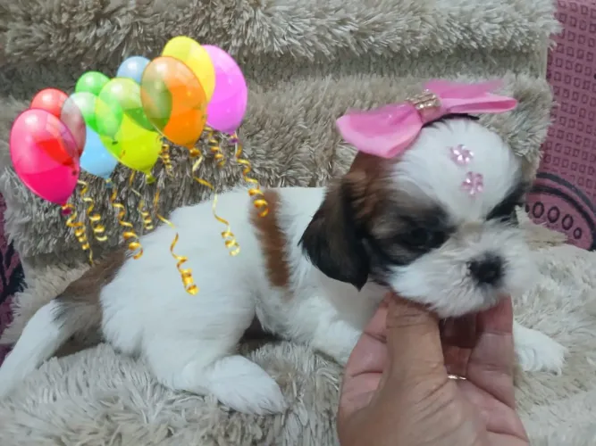 LINDOS FILHOTES DE SHIH TUZ FÊMEA E MACHOS.