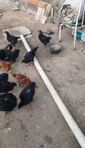 Franguinhos de capoeira