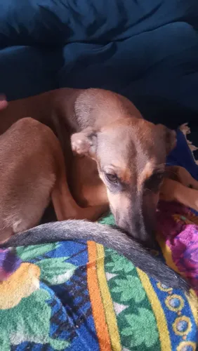 Cachorrinhos para Doação ?