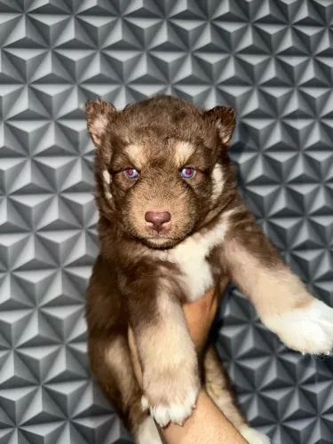 Filhote Ro siberiano