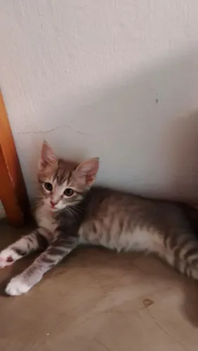 Gatinhos para adoção responsável.
