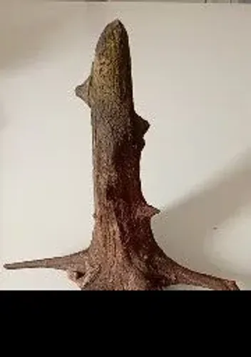 Tronco de Aroeira para Aquário