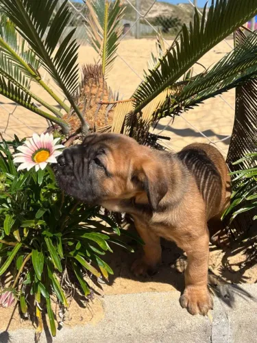 Cane corso