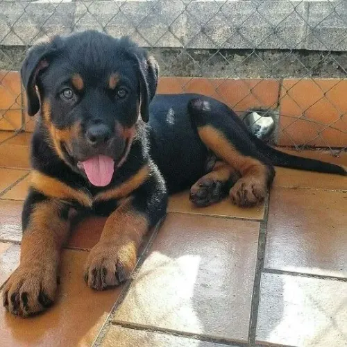 Rottweiler cao amigavel