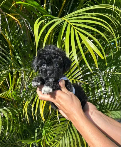 Poodle Toy macho e fêmea pedigree
