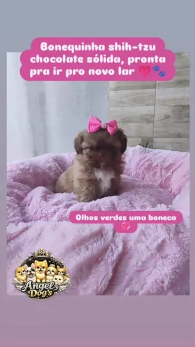 Shihtzu fêmea chocolate e branca e chocolate perfeitas / pais com pedigree 