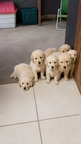 FILHOTES DE GOLDEN RETRIEVER DISPONÍVEIS
