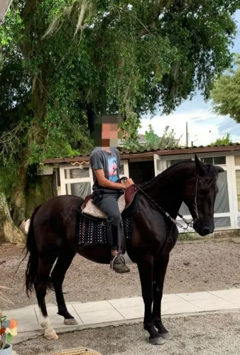 CAVALO CRIOLO À VENDA OU TROCA!