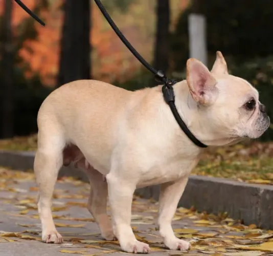 Coleira ajustável com guia deslizante guia unificada para cachorro pet