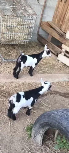 Mini cabra