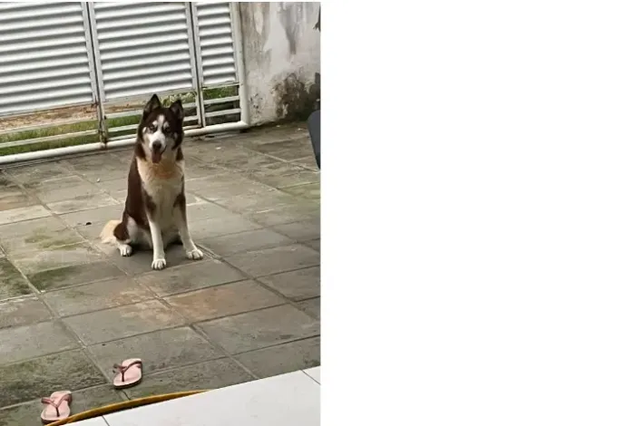 HUSKY MACHO Procurando Namorada