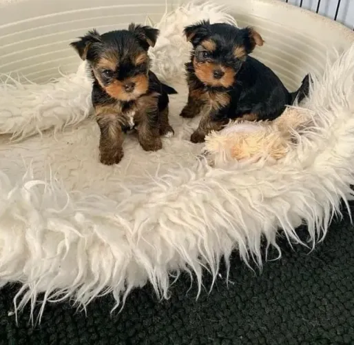 Yorkshire Terrier Amor que se expressa de forma equilibrada