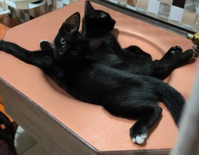 Doação adoção de deusa gatas 