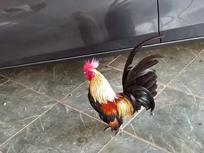 galo garnizé lindo 100,00