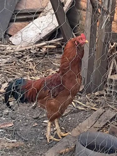 Vendo esse galo indio