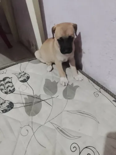 Cachorro pra adoção 