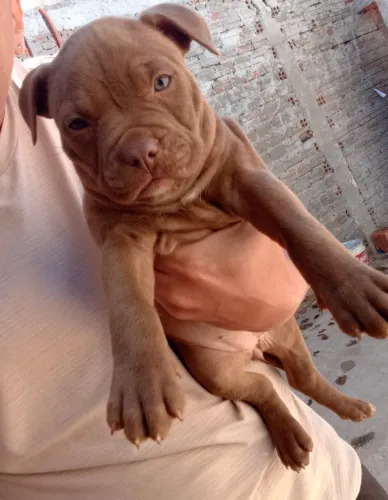 Filhote de Pit Bull Monsters