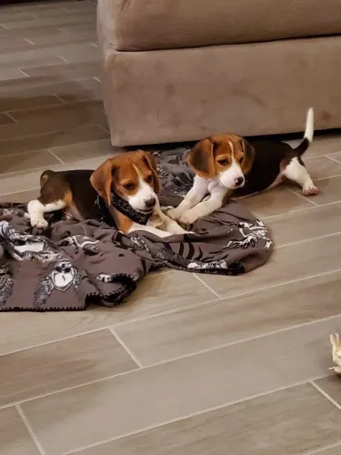 Beagle muito carinhoso e brincalhao 
