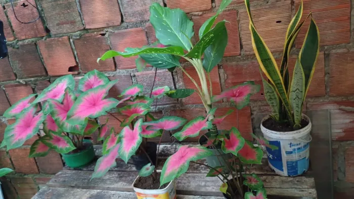 Planta