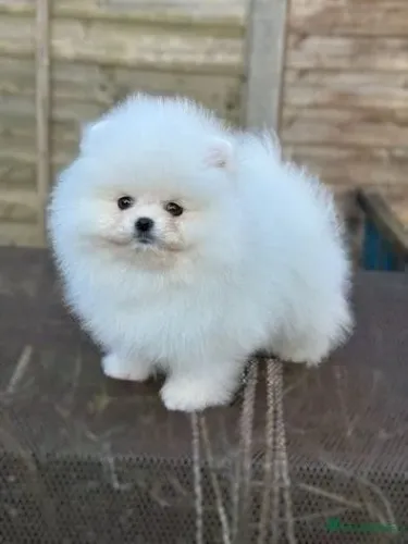 Bebezinho spitz alemão/lulu da pomerânia super saudável e ativo