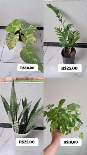 Plantas