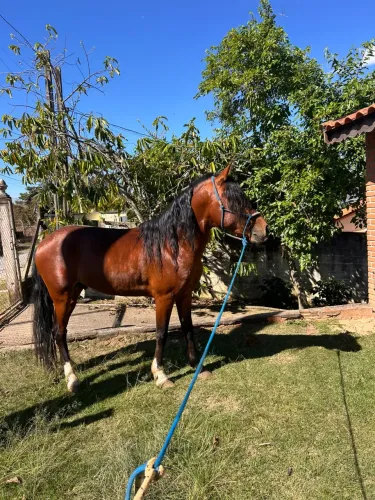 CAVALO MARCHA PICADA