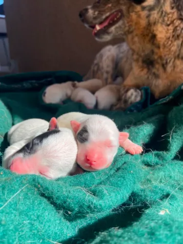 Filhotes de Blue Heeler (Boiadeiro Australiano)