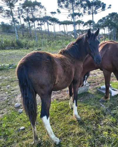 Cavalos